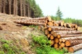 Timber stacks Royalty Free Stock Photo
