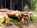 Timber stacks Royalty Free Stock Photo