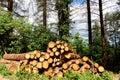 Timber stacks Royalty Free Stock Photo