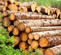 Timber stacks Royalty Free Stock Photo