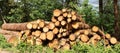 Timber stacks Royalty Free Stock Photo
