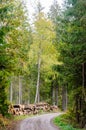 Timber stacks by roadside by fall season