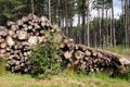 Timber stacks in forest in Scotland Royalty Free Stock Photo