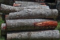 timber stock on saw mill Royalty Free Stock Photo