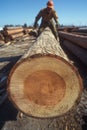 Timber storage: cut trees neatly arranged in sawmill, showcasing process of logging, preparation for transformation into