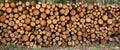 Timber storage, tree log stack background. Firewood stock in forest. Round trunk cut in sawmill