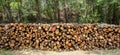 Timber storage, tree log stack background. Firewood stock in forest. Round trunk cut in sawmill