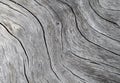 Timber texture close up photo. White and grey wood background. Royalty Free Stock Photo