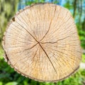 Timber texture and trunk on green grass blur background