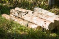 View of small heap of roundwood logs on the sunny clearing, Russia.