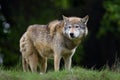 Timber Wolf Royalty Free Stock Photo