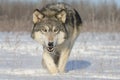 Timber wolf Royalty Free Stock Photo