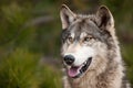 Timber Wolf (Canis lupus) Royalty Free Stock Photo