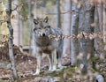 Timber Wolf (Canis lupus) Royalty Free Stock Photo