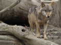 timber wolf (canis lupus)