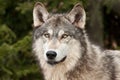 Timber Wolf (Canis Lupus) Against Green