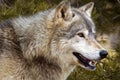 Timber Wolf (Canis lupus) - Horizontal Royalty Free Stock Photo