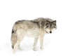 A Timber wolf Canis lupus isolated on white background standing in the winter snow in Canada Royalty Free Stock Photo