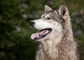 Timber Wolf (Canis lupus) Looking Up Royalty Free Stock Photo