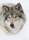 A lone Timber wolf or Grey Wolf (Canis lupus) isolated on white background walking in the winter snow in Canada Royalty Free Stock Photo