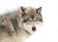 A lone Timber wolf or grey wolf (Canis lupus) isolated against a white background walking in the winter snow in Canada Royalty Free Stock Photo