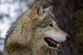 Timber Wolf (Canis lupus) Profile Royalty Free Stock Photo