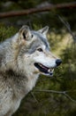 Timber Wolf (Canis lupus) - Profile - Tree Background Royalty Free Stock Photo