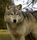 Timber Wolf (Canis lupus) - Square Royalty Free Stock Photo