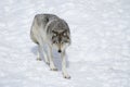 A lone Timber wolf or Grey Wolf (Canis lupus) isolated on white background walking in the winter snow in Canada Royalty Free Stock Photo