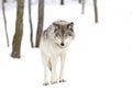 A lone Timber wolf or grey wolf (Canis lupus) isolated against a white background walking in the winter snow in Canada