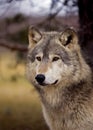 Timber Wolf (Canis lupus) - Tree/Sky Background