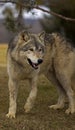 Timber Wolf (Canis lupus) Under Tree Branch