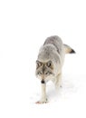 A Lone Black Wolf Canis Lupus Isolated On White Background Walking In The Winter Snow In Canada