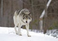 A Timber Wolf Canis Lupus Walking In The Winter Snow