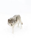 A lone Timber wolf or Grey Wolf (Canis lupus) isolated on white background walking in the winter snow in Canada Royalty Free Stock Photo