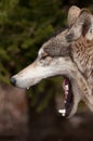 Timber Wolf (Canis lupus) Yawns Royalty Free Stock Photo