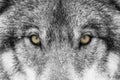 A Timber Wolf Canis lupus with yellow eyes closeup in winter snow Royalty Free Stock Photo