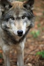 Timber wolf close-up Royalty Free Stock Photo