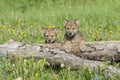 Timber wolf cubs at den Royalty Free Stock Photo