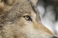 Timber Wolf Eye Royalty Free Stock Photo