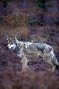 Timber wolf in fall colors (Canis lupus), Alaska, Denali National Park