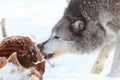 Timber wolf feeding on carcass