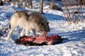 A lone Timber wolf or Grey Wolf (Canis lupus) feeding off of a carcass in the snow in Canada Royalty Free Stock Photo