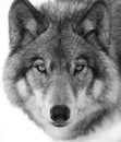 A Timber Wolf or Grey Wolf Canis lupus portrait in black and white isolated on white background close-up in winter in Canada Royalty Free Stock Photo