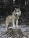 A Timber wolf or Grey Wolf Canis lupus portrait in the winter snow in Canada Royalty Free Stock Photo