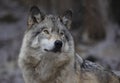 A Timber wolf or Grey Wolf Canis lupus portrait in the winter snow in Canada Royalty Free Stock Photo