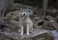 A Timber wolf or Grey Wolf Canis lupus portrait in the winter snow in Canada Royalty Free Stock Photo
