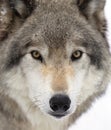 A Timber wolf or Grey Wolf Canis lupus portrait closeup in winter snow in Canada Royalty Free Stock Photo