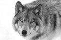 A Timber Wolf or grey wolf Canis lupus portrait closeup in winter snow in Canada Royalty Free Stock Photo