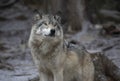 Timber wolf or Grey Wolf Canis lupus portrait in the winter snow in Canada Royalty Free Stock Photo